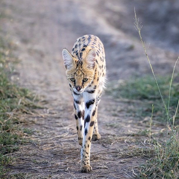 Serval walking through the brush in Tanzania